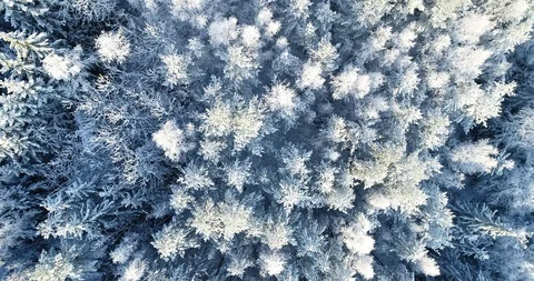 Flight above beautiful winter forest. Stock Footage 120873010