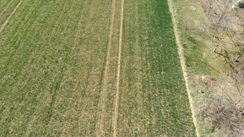 Flight above boundary between wheat field and gardens, divided by tree lane 스톡 동영상 127226907