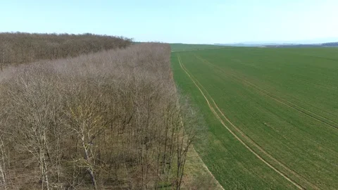 Flight above boundary of wheat field and naked broadleaf spring forest Stock Footage 127226895
