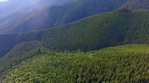 Flight above coniferous forest in mountains Video stock 79988869