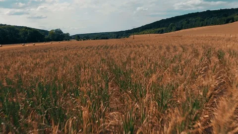 Flight above corn field at golden sunset, aerial panoramic view. 4K Stock Footage 93377232