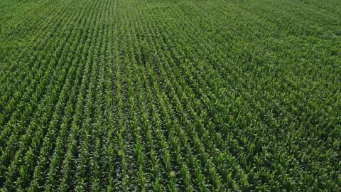 Flight Above Cornfield. Stock Footage 131500211