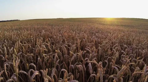 Flight above crop field at sunset, aerial view. Vídeo Stock 40838417