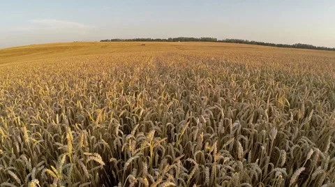 Flight above crop field at sunset colors, aerial view. Vídeo Stock 40841100