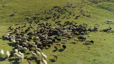 Flight above epic sheeps ewe rams mutton herd flock pasture alpine grassland 4k Video stock 153528911