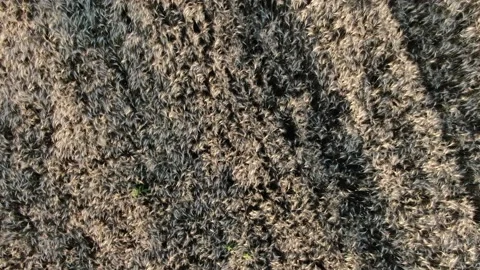 The flight above the field on the sunny background. quadcopter shot. Wheat field Stock Footage 158173934