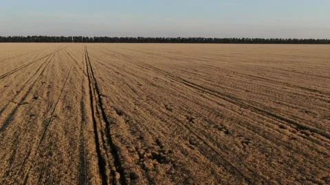 The flight above the field on the sunny background. quadcopter shot. Wheat field Stock Footage 158229166