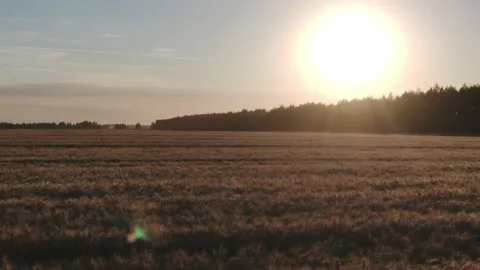 The flight above the field on the sunny background. quadcopter shot. Wheat field Stock Footage 158231006