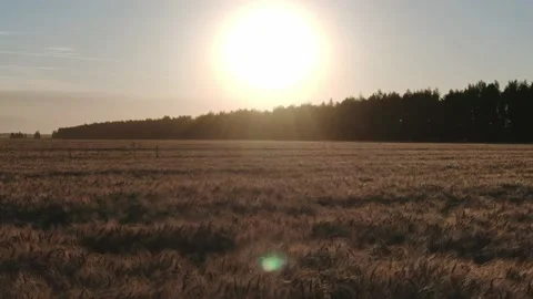 The flight above the field on the sunny background. quadcopter shot. Wheat field Stock Footage 158241618
