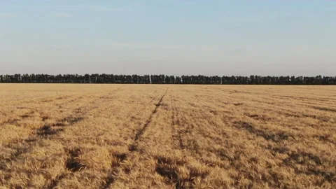 The flight above the field on the sunny background. quadcopter shot. Wheat field Stock Footage 158244519