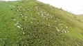 The flight above a flock of sheep on the beautiful mountain landscape background 4k or 4k+ Resolution