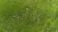 The flight above the flock of sheep on a beautiful mountain 4k or 4k+ Resolution