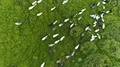 The flight above the flock of sheep on the green mountain 4k or 4k+ Resolution