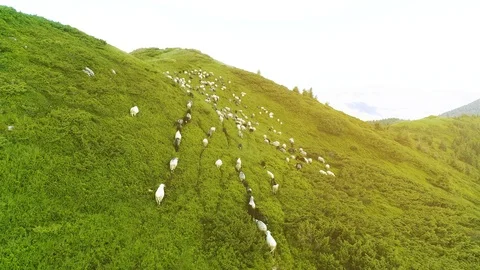 The flight above a flock of sheep on the mountain field on the sunny background Stock Footage 113887478