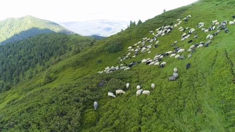 The flight above a flock of sheep on a mountain landscape background Vidéo 113888237