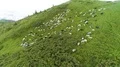 The flight above the flock of sheep on the mountain landscape background 4k or 4k+ Resolution