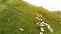 The flight above a flock of sheep on a mountain lawn on the sunny background 4k or 4k+ Resolution