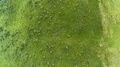 The flight above the flock of sheep on a picturesque mountain 4k or 4k+ Resolution