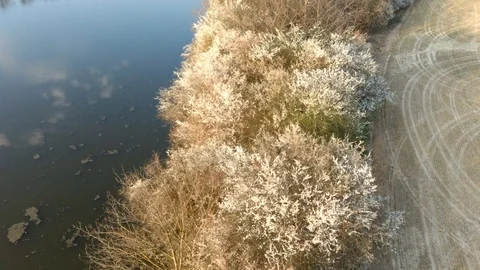 Flight above flowering spring tree lane between field and fish pond Stock Footage 127285133