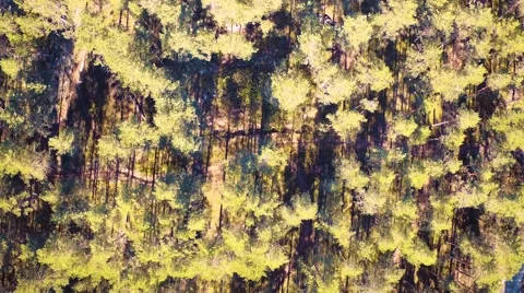 Flight Above Forest Stock Footage 66778692