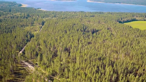 Flight Above Forest Stock Footage 66779196