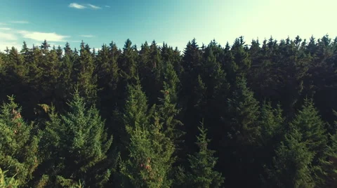 Flight above the forest Stock Footage 67495025