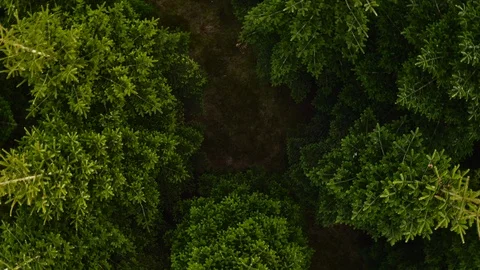 Flight above the forest Stock Footage 107335910