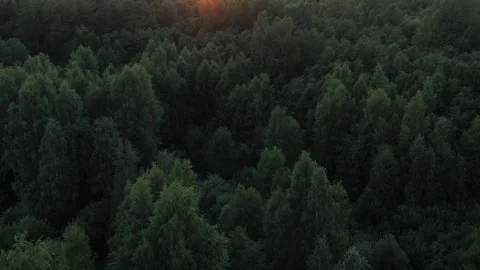 Flight Above Forest Stock Footage 250877616
