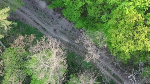 Flight above forest road during spring season, drone top down view, 4K Stock Footage 107379973