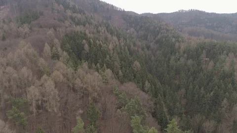 Flight above a forest with trees all sorts of true natural autumn colors, 4K Stock Footage 73816934