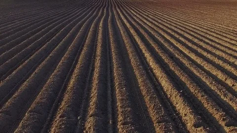 Flight above freshly cultivated fields at sunset in spring, aerial view. 動画素材 75665196