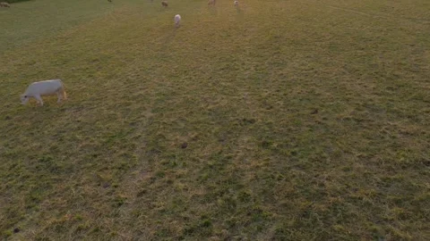 Flight Above the Grazing Ground: Drone's Eye View of Eco-Friendly Cattle Farming Stock Footage 244169244