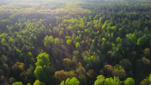 Flight above the green coniferous forest Stock Footage 75299950
