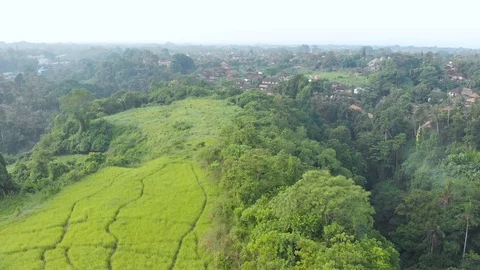 Flight above green fields and tropical forest in Ubud, Bali. Stock Footage 103344694