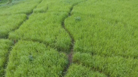 Flight above green grass field with trails - Ubud, Bali. Stock Footage 103290647