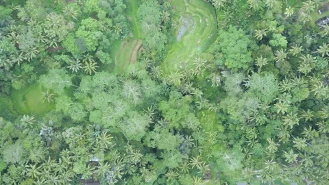 Flight above the green jungle. Stock Footage 103698978