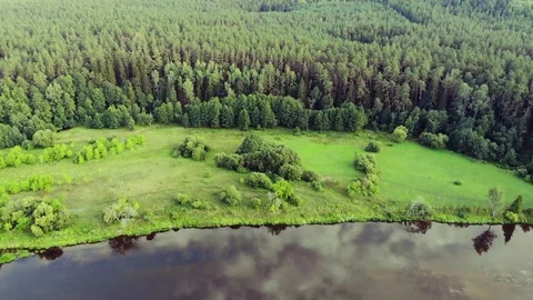Flight above gren fields towards the pine forrest Vídeos de archivo 116829892