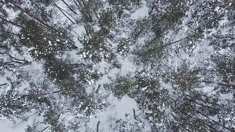 Flight above light winter forest. Stock Footage 90352169
