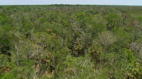 Flight above miles of treetops in a Florida swamp Stock Footage 59541110