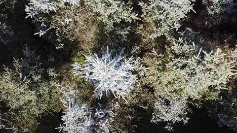 Flight above a mixed green forest Stock-Footage 80848736