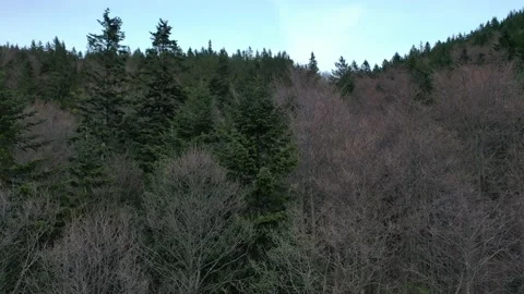 Flight above mixed winter forest toward spruce trees with European mistletoe. Stock Footage 137437338