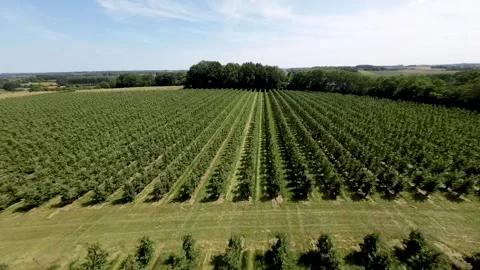 Flight above an orchard Stock Footage 245996823