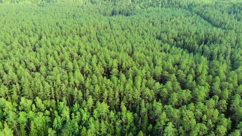 Flight above pine forest Vídeos de archivo 116829896