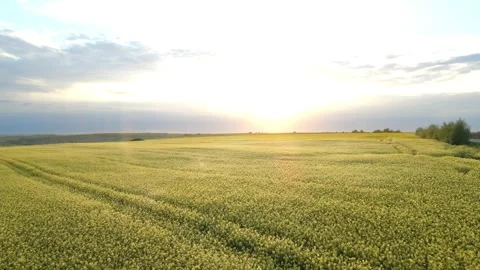 Flight above rapeseed cabbage field on sunset Stock Footage 155582688