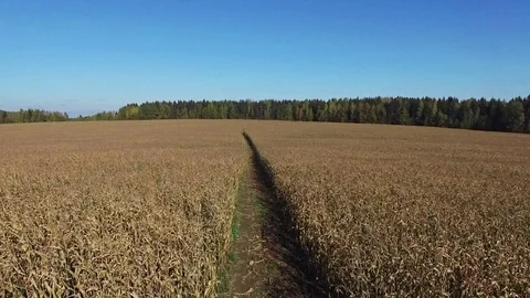 Flight above ripe corn field with dirty road, aerial panoramic view. Stock-Footage 71884485