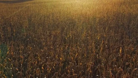 Flight above ripe corn field at golden sunset, aerial panoramic view. 動画素材 75649602