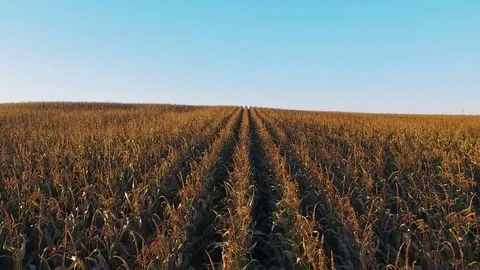 Flight above ripe corn field at golden sunset, aerial panoramic view. Stock-Footage 75649752