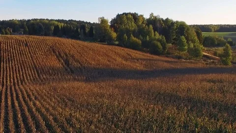 Flight above ripe corn field at golden sunset, aerial panoramic view. 스톡 동영상 75651952