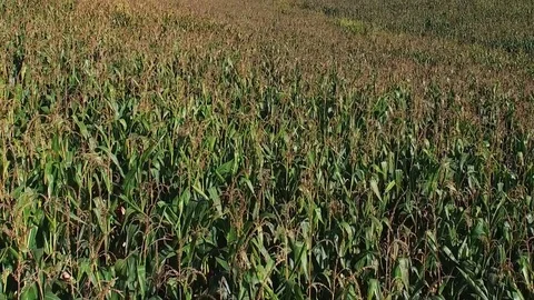 Flight above ripe corn field at sunny day, aerial panoramic view. Video stock 75667530