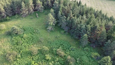 Flight above small meadow in circle of trees, wild deer and bear present Stock Footage 114297893